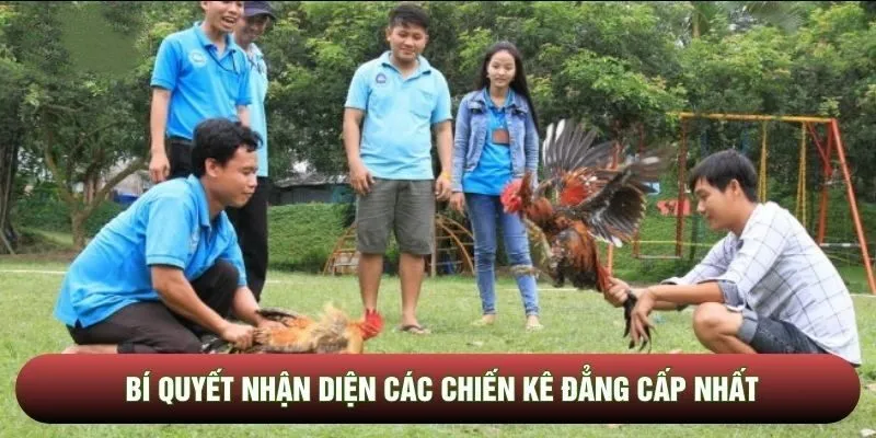 Bí quyết nhận diện các chiến kê đẳng cấp nhất