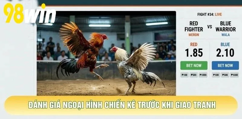 Đánh giá ngoại hình chiến kê trước khi giao tranh