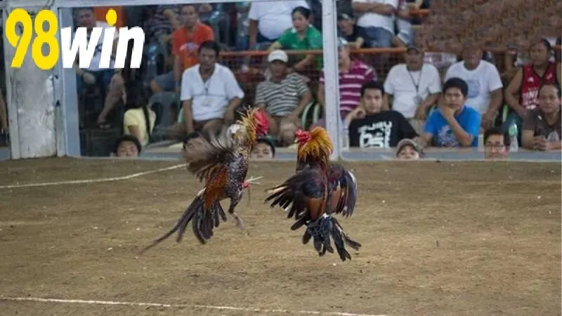 Theo Dõi Đá Gà Trực Tiếp