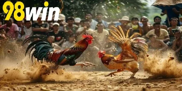 Theo Dõi Đá Gà Trực Tiếp