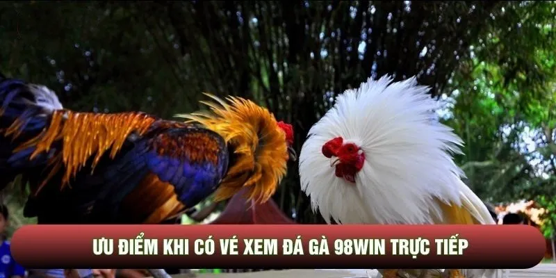 Ưu điểm khi có vé xem Đá Gà 98WIN trực tiếp
